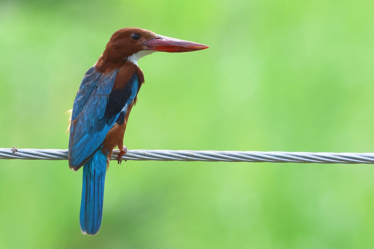 White-throated Kingfisher - ML620946959