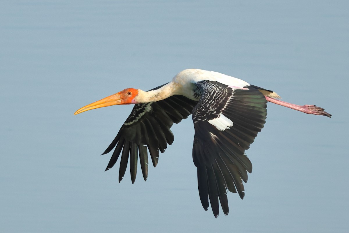 Painted Stork - ML620946970