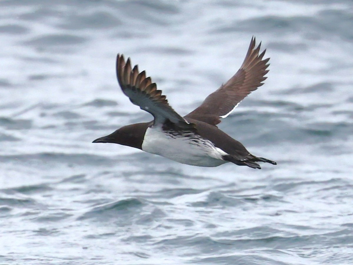 Common Murre - Junaid Ozdal