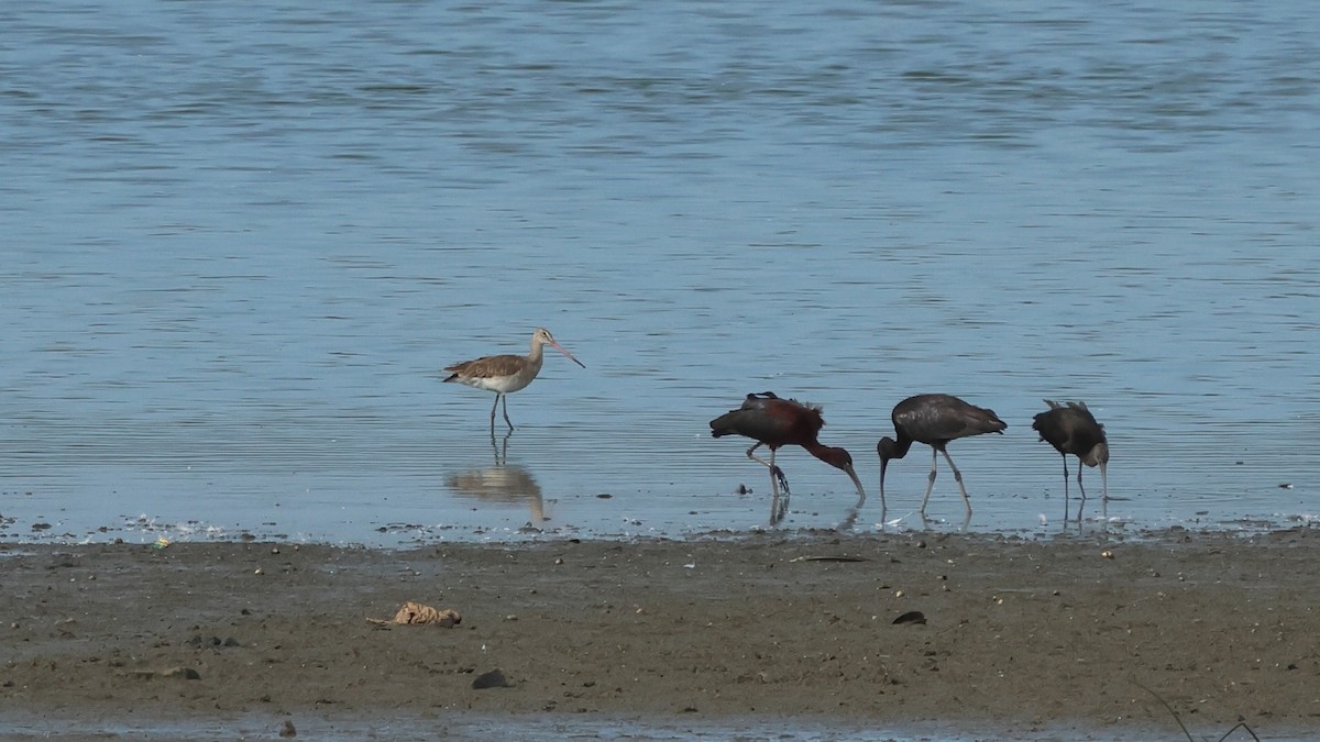 Black-tailed Godwit - ML620947023