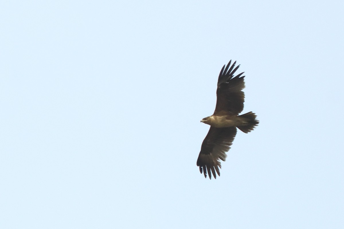 Indian Spotted Eagle - ML620947030