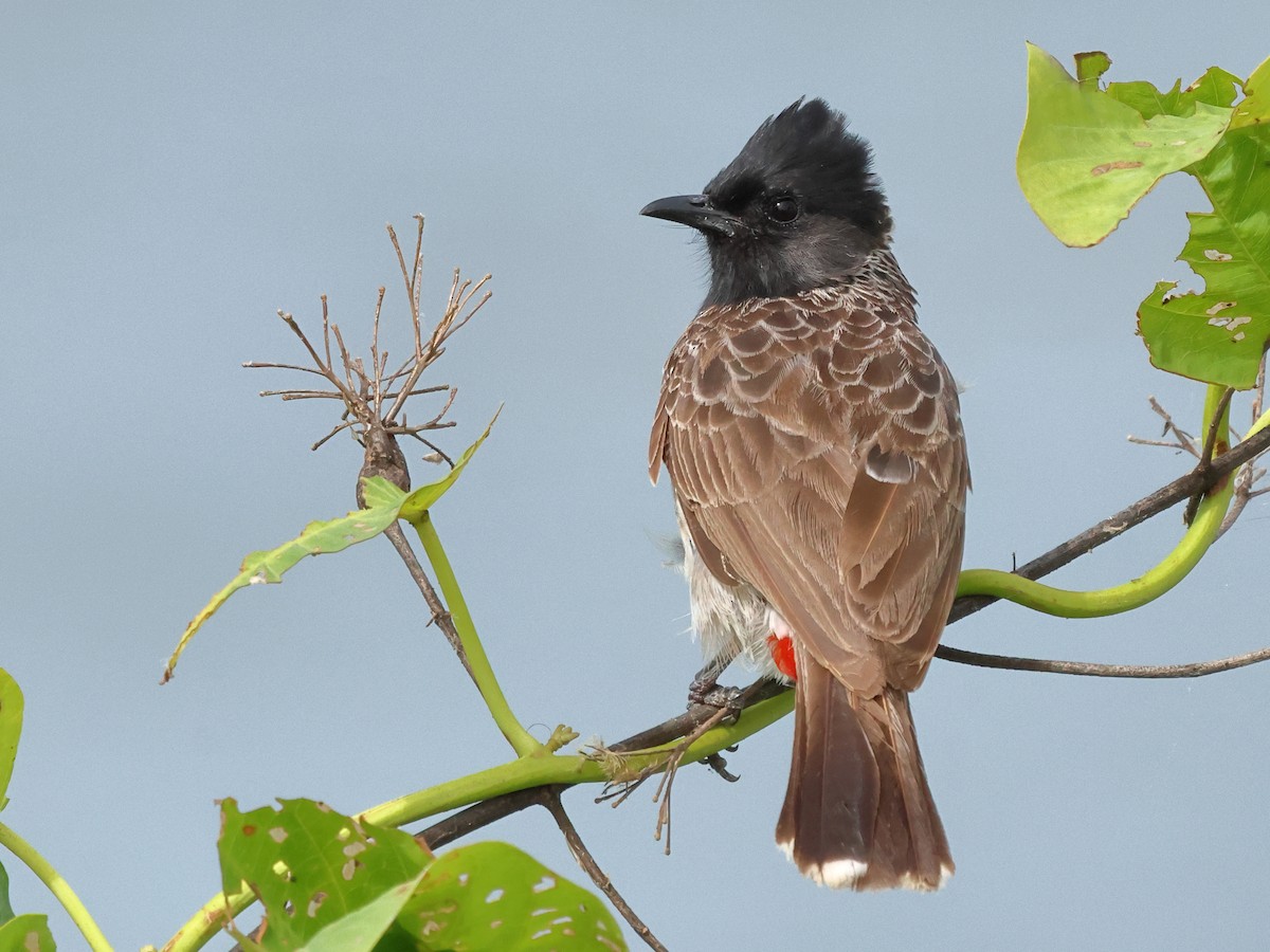 Red-vented Bulbul - ML620947036