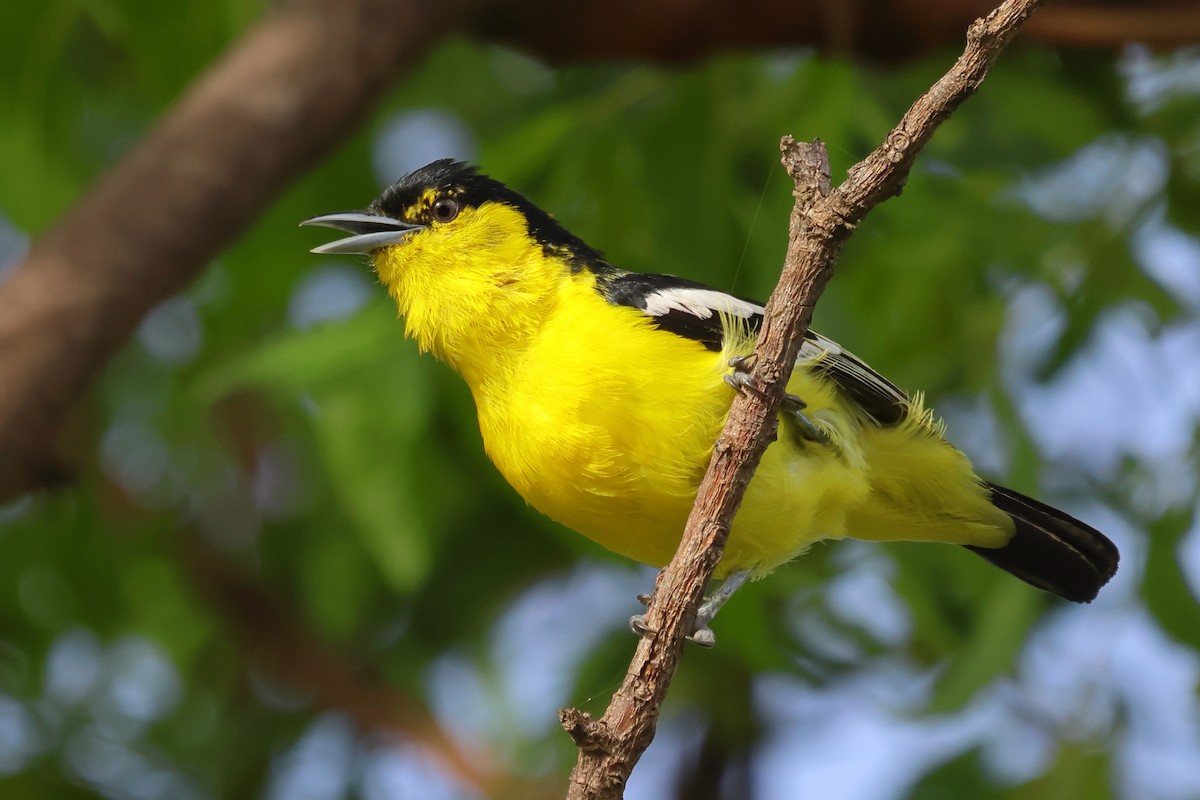 Common Iora - ML620947080