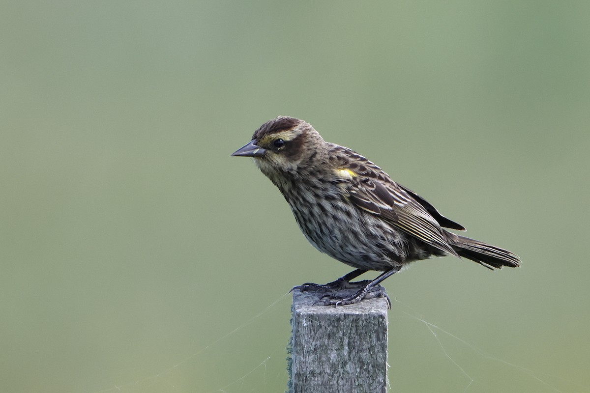 Yellow-winged Blackbird - ML620947177