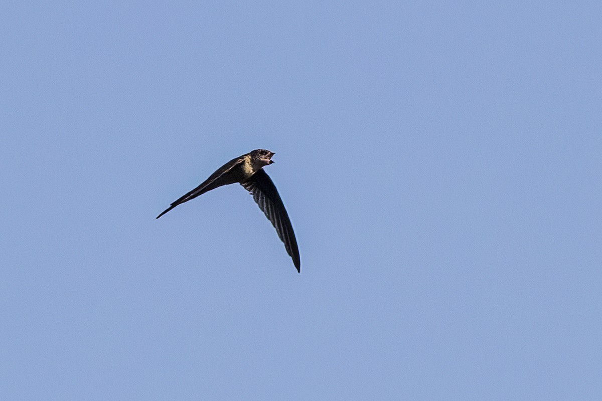 Asian Palm Swift - ML620947236