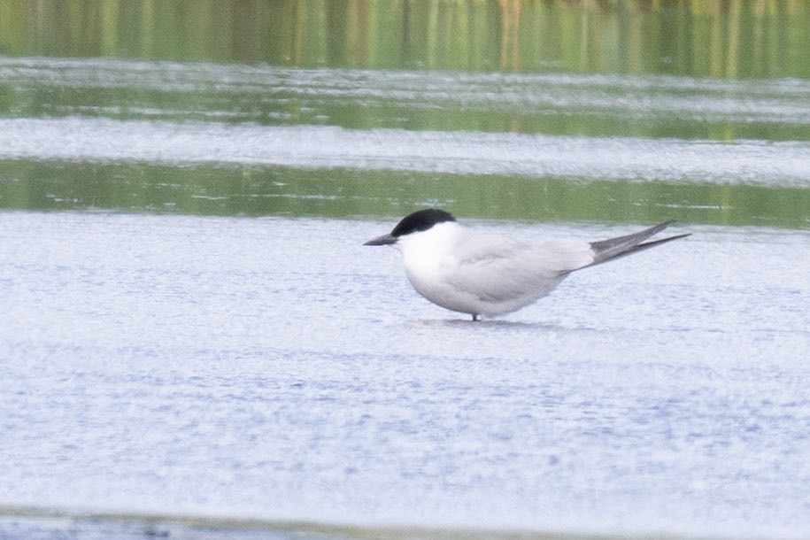 rybák černozobý - ML620947489