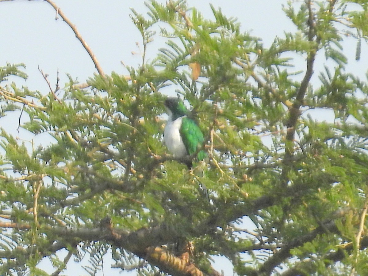 Klaas's Cuckoo - ML620947536