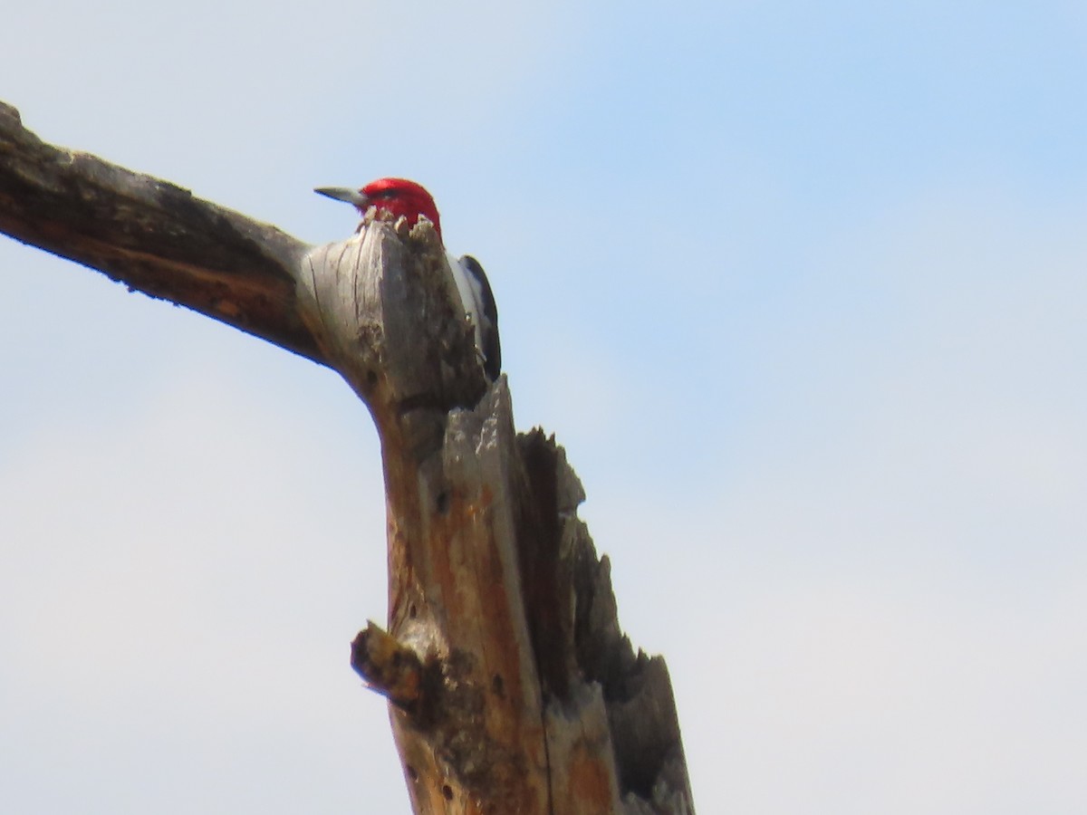 Red-headed Woodpecker - ML620947548