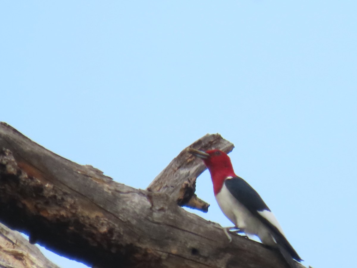 Red-headed Woodpecker - ML620947561