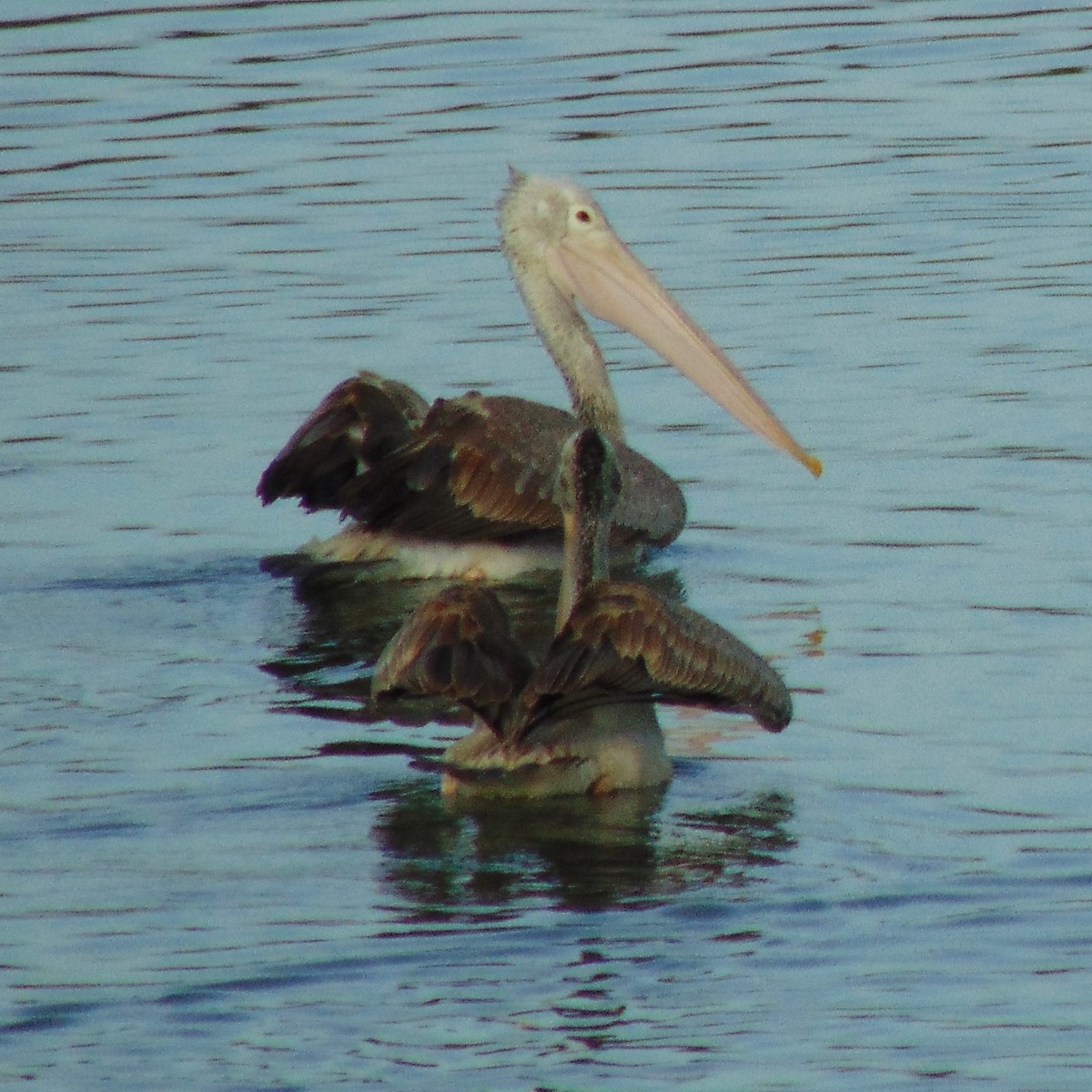 Spot-billed Pelican - ML620947620