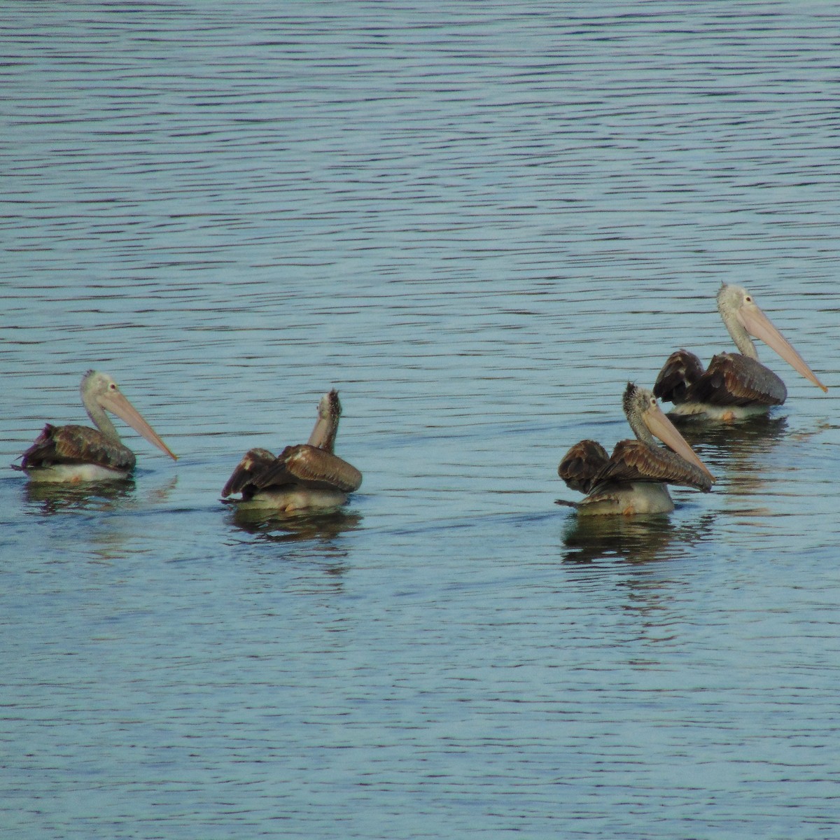 Spot-billed Pelican - ML620947621