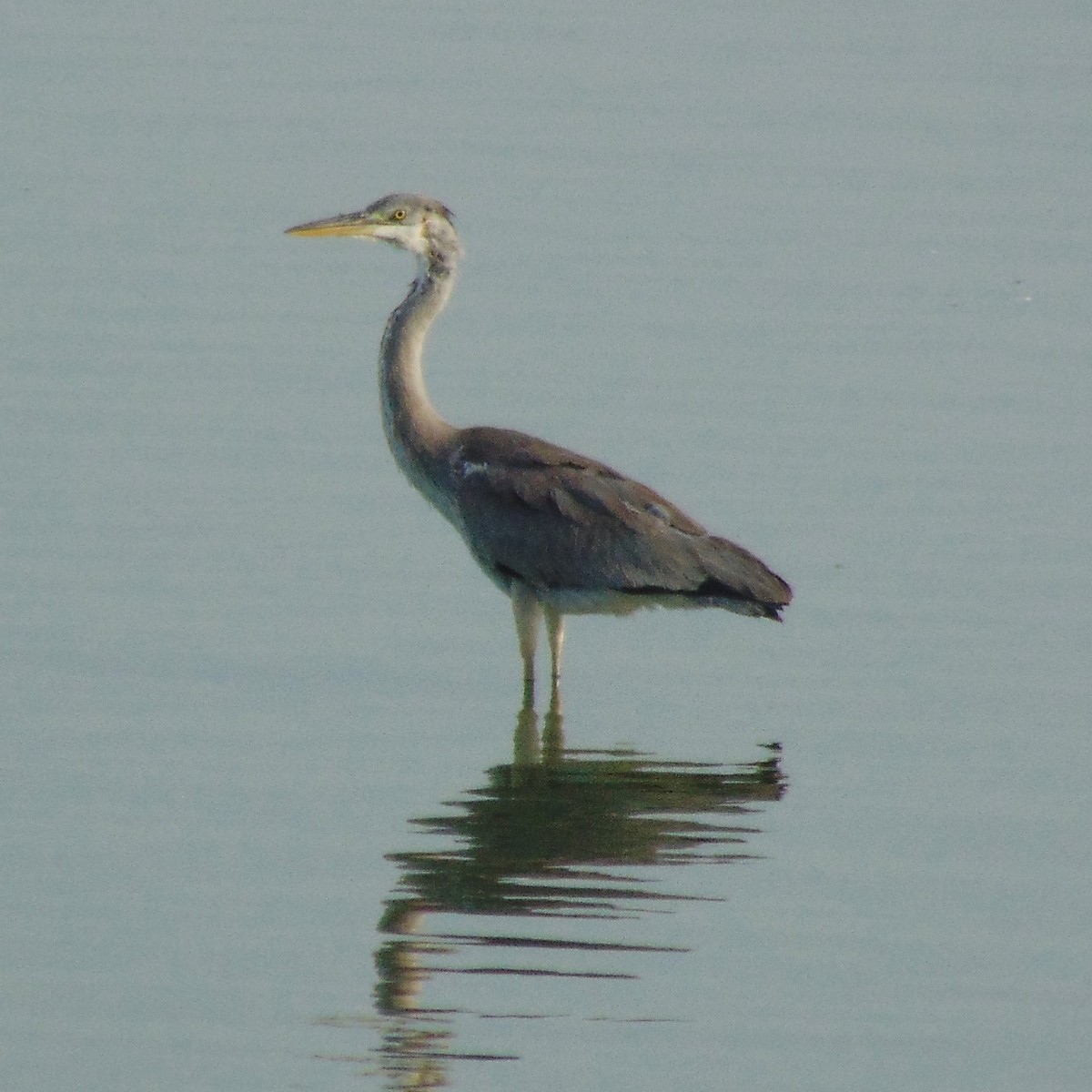 Gray Heron - ML620947628