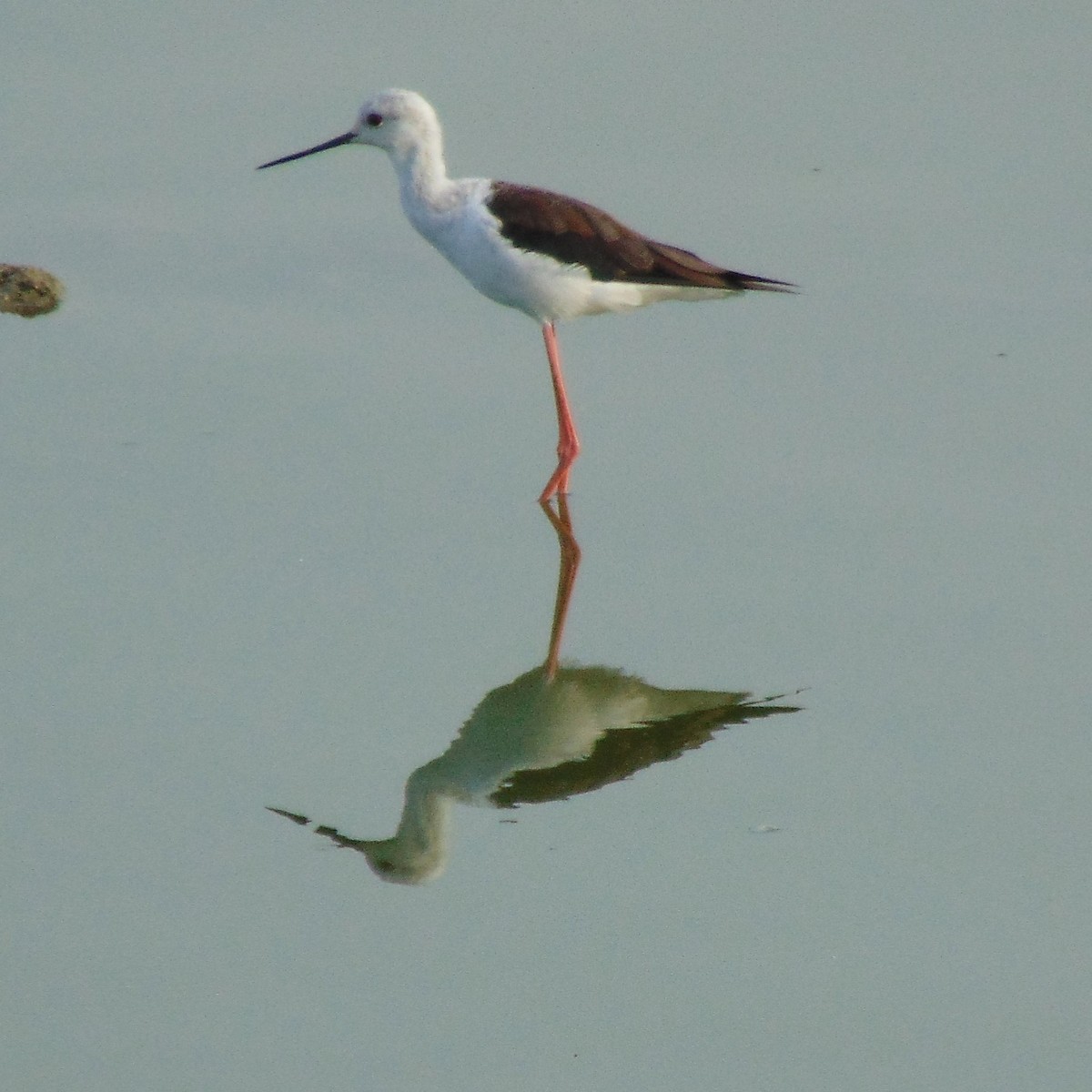 Black-winged Stilt - ML620947746