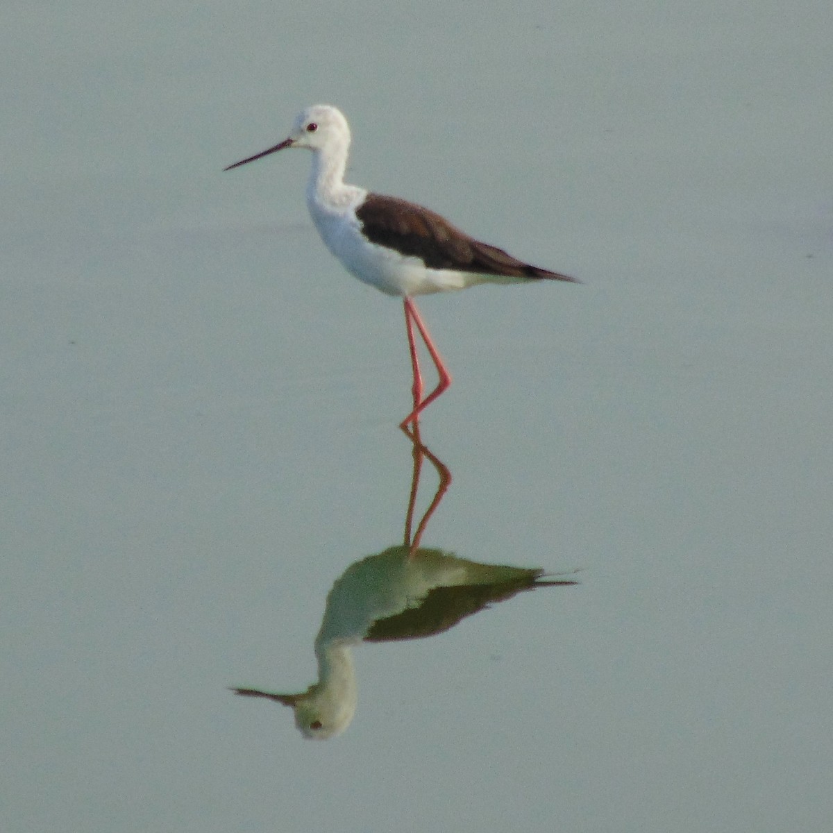 Black-winged Stilt - Tharun kumar T