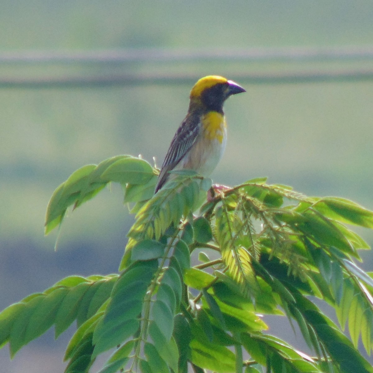 Baya Weaver - ML620947749