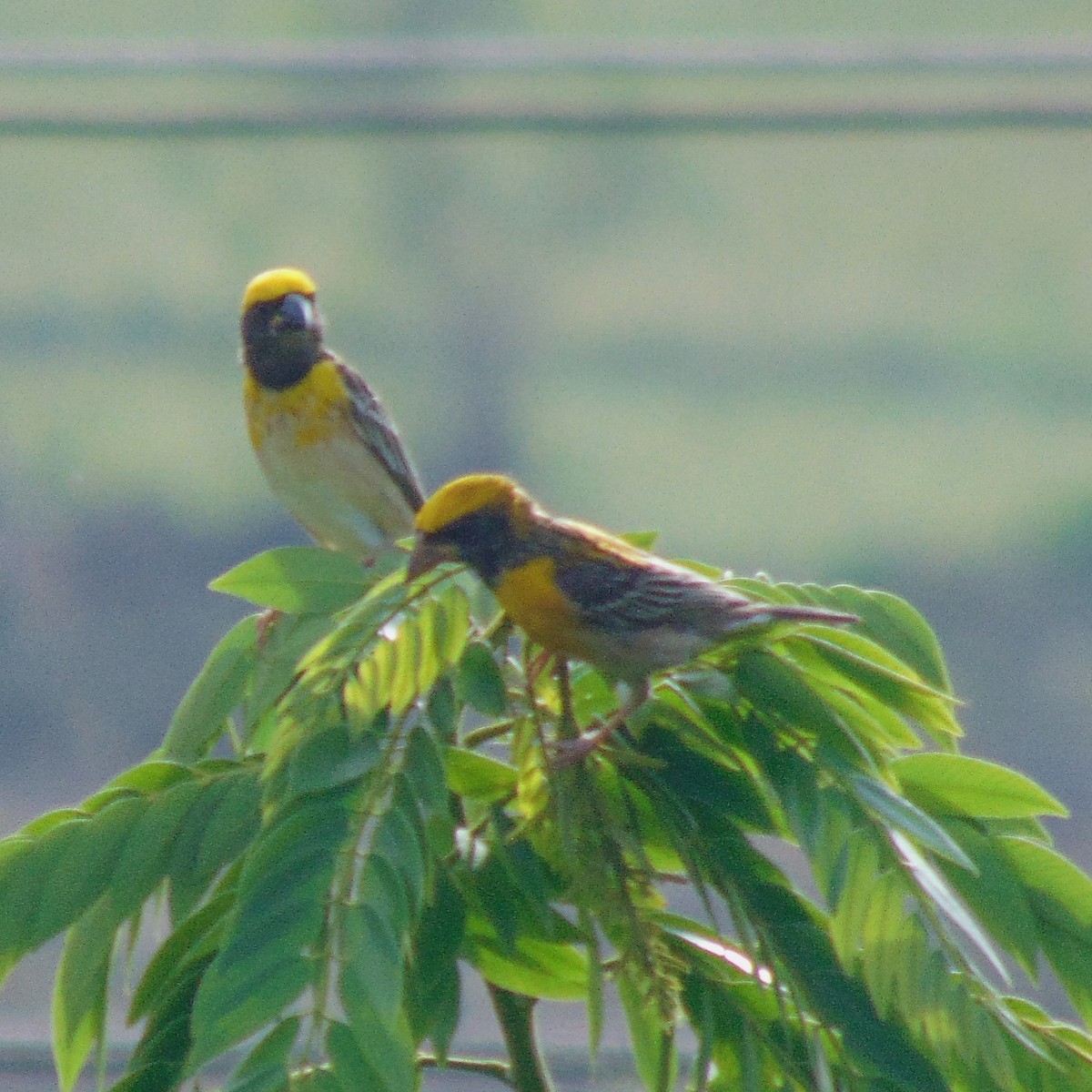 Baya Weaver - ML620947750