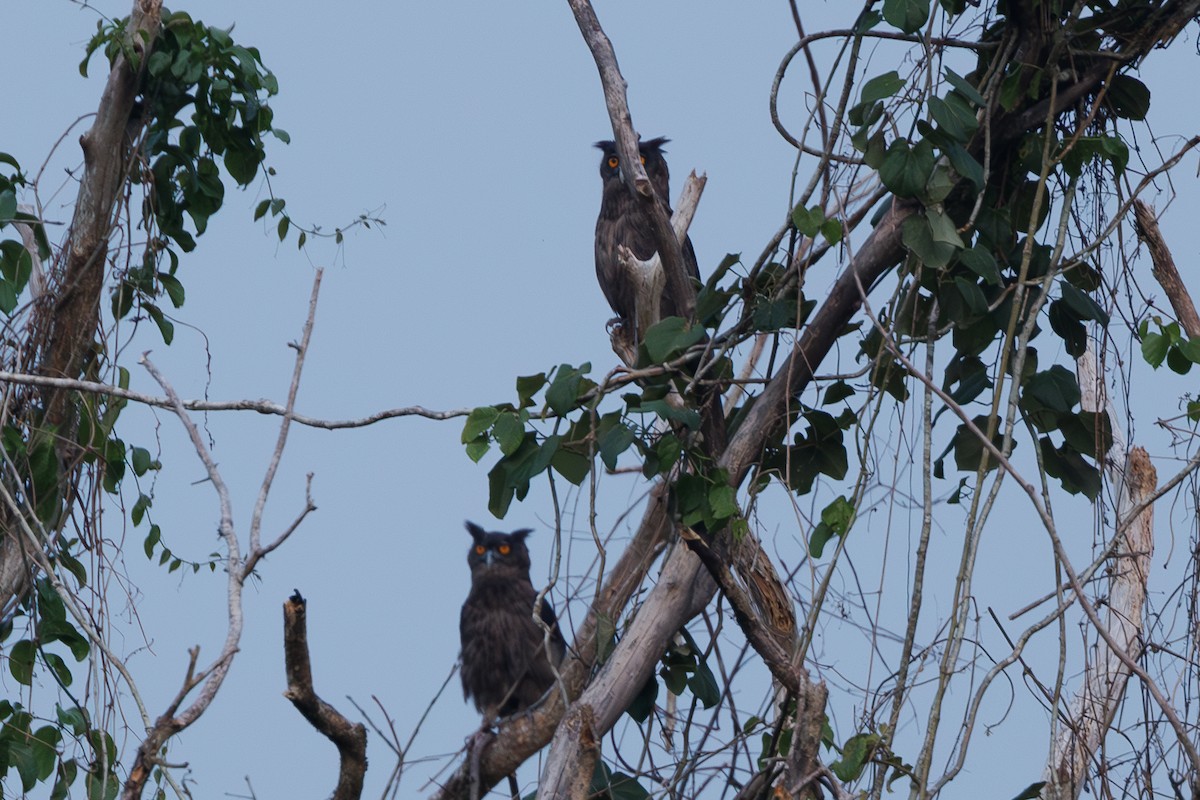 Dusky Eagle-Owl - Neil Broekhuizen