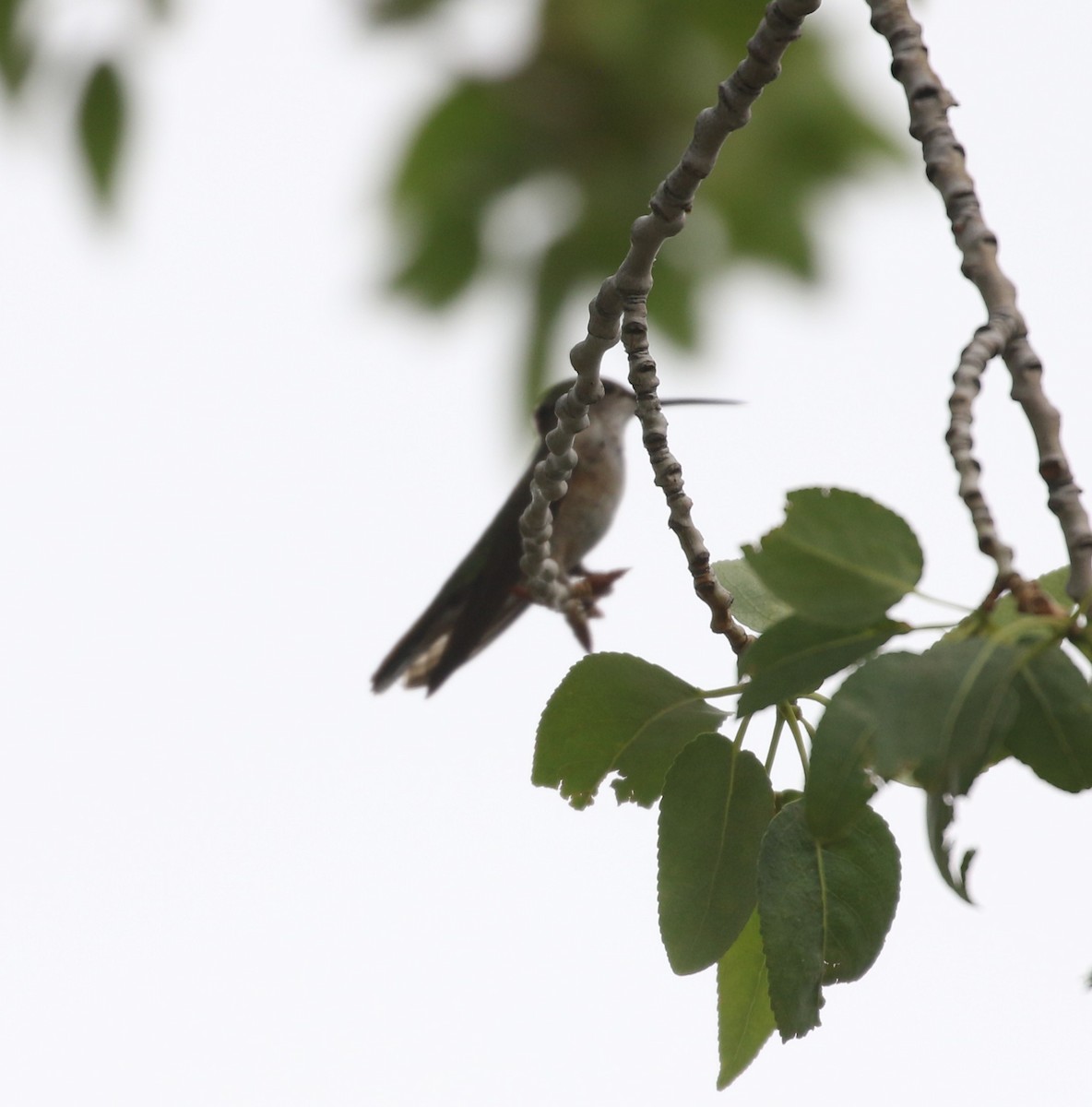 Broad-tailed Hummingbird - ML620947974