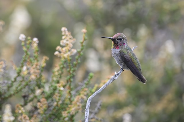 California , June 2024