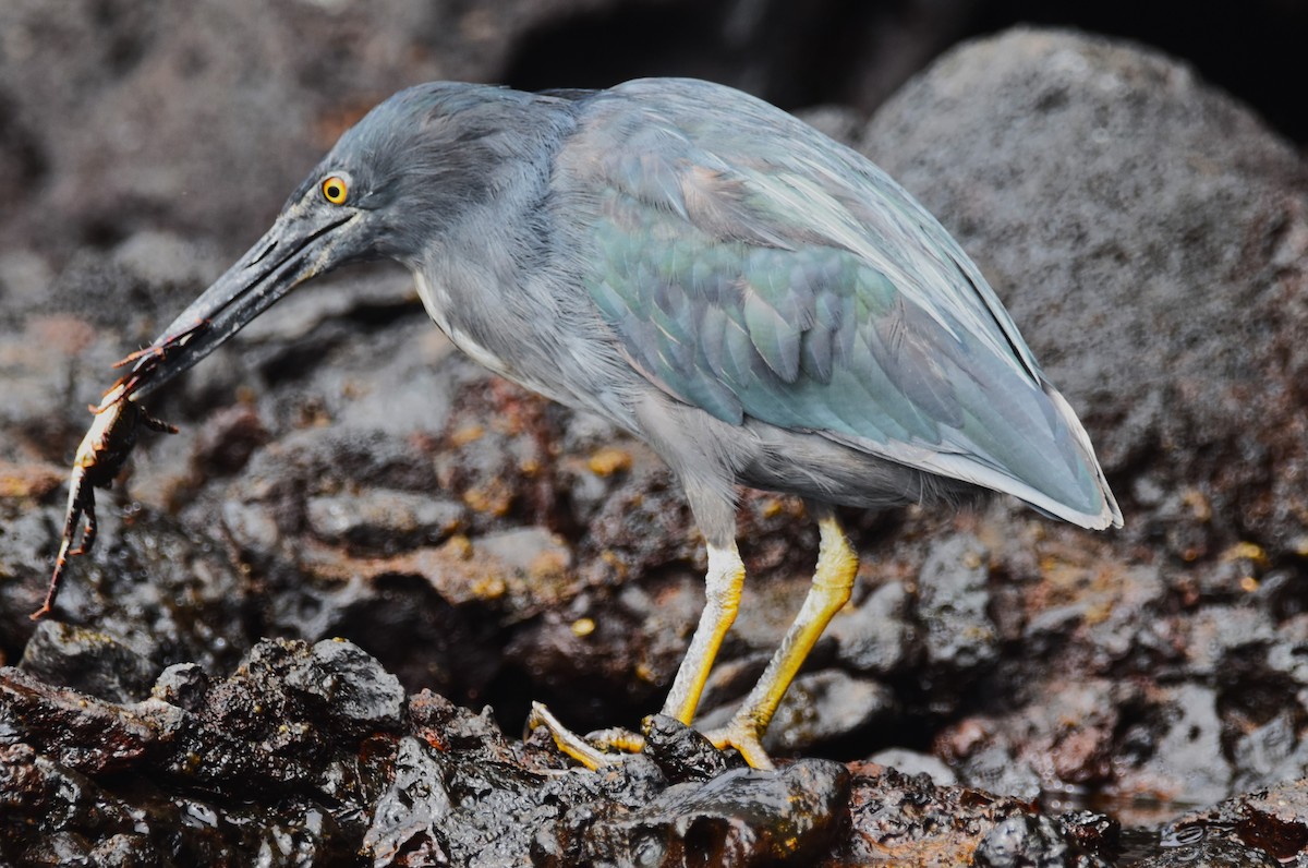 Striated Heron (Galapagos) - ML620948309