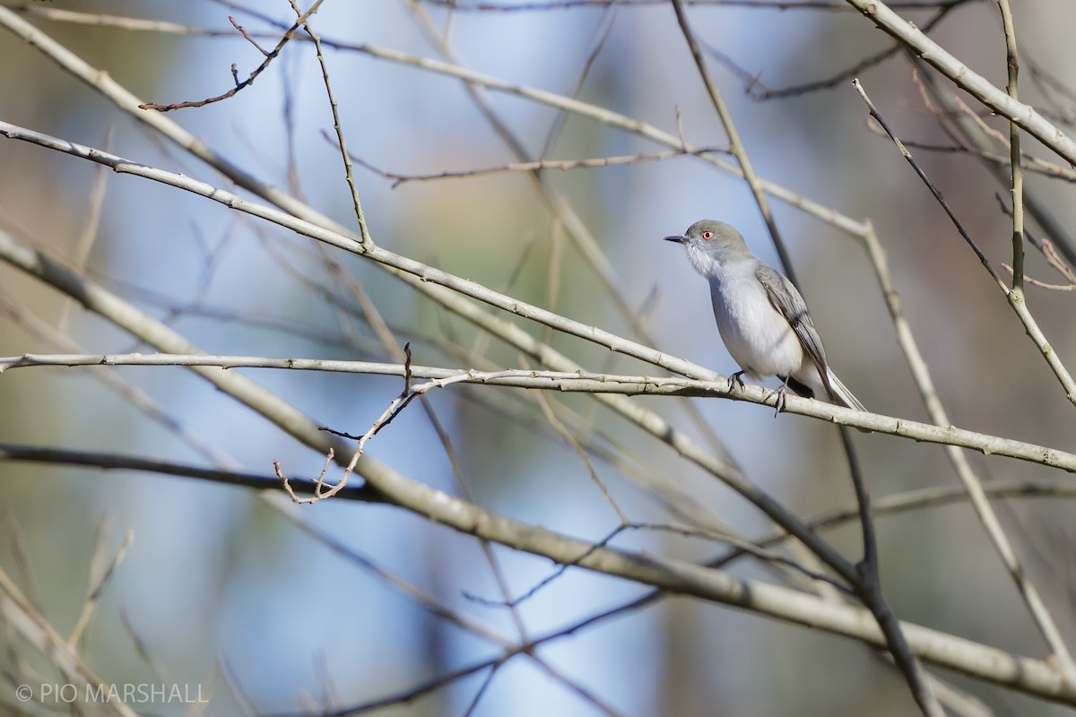 Fire-eyed Diucon - ML620948331