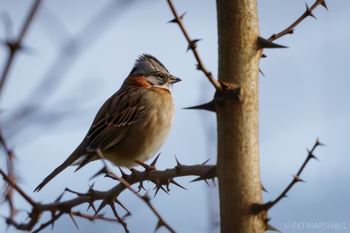 Rufous-collared Sparrow - ML620948351