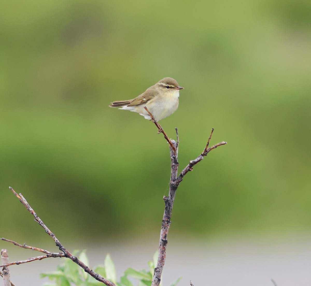 Arctic Warbler - ML620948420