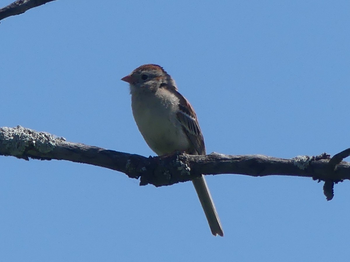 Field Sparrow - ML620948452