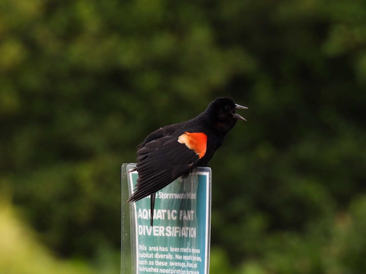 Red-winged Blackbird - ML620948465