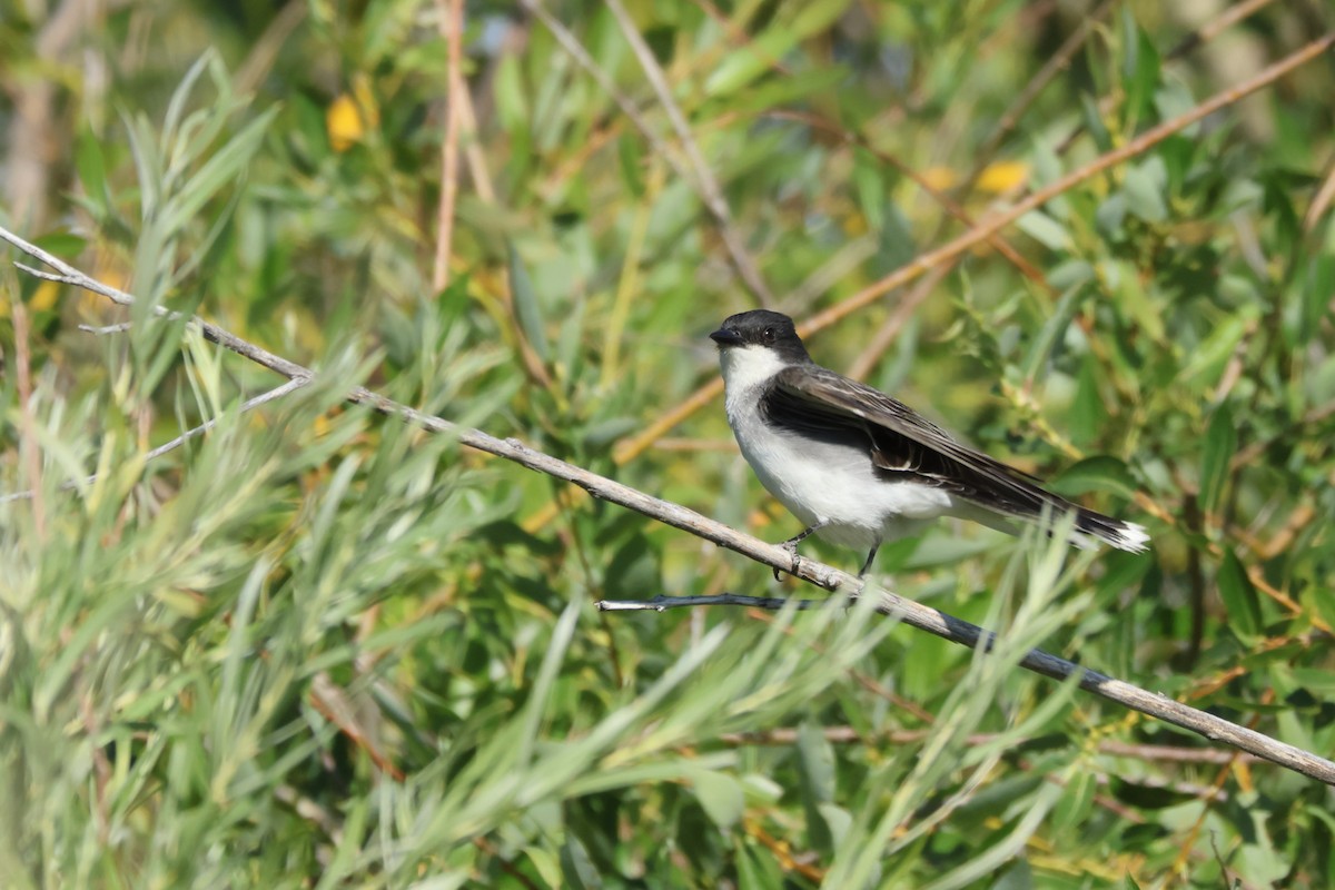 Eastern Kingbird - ML620948521