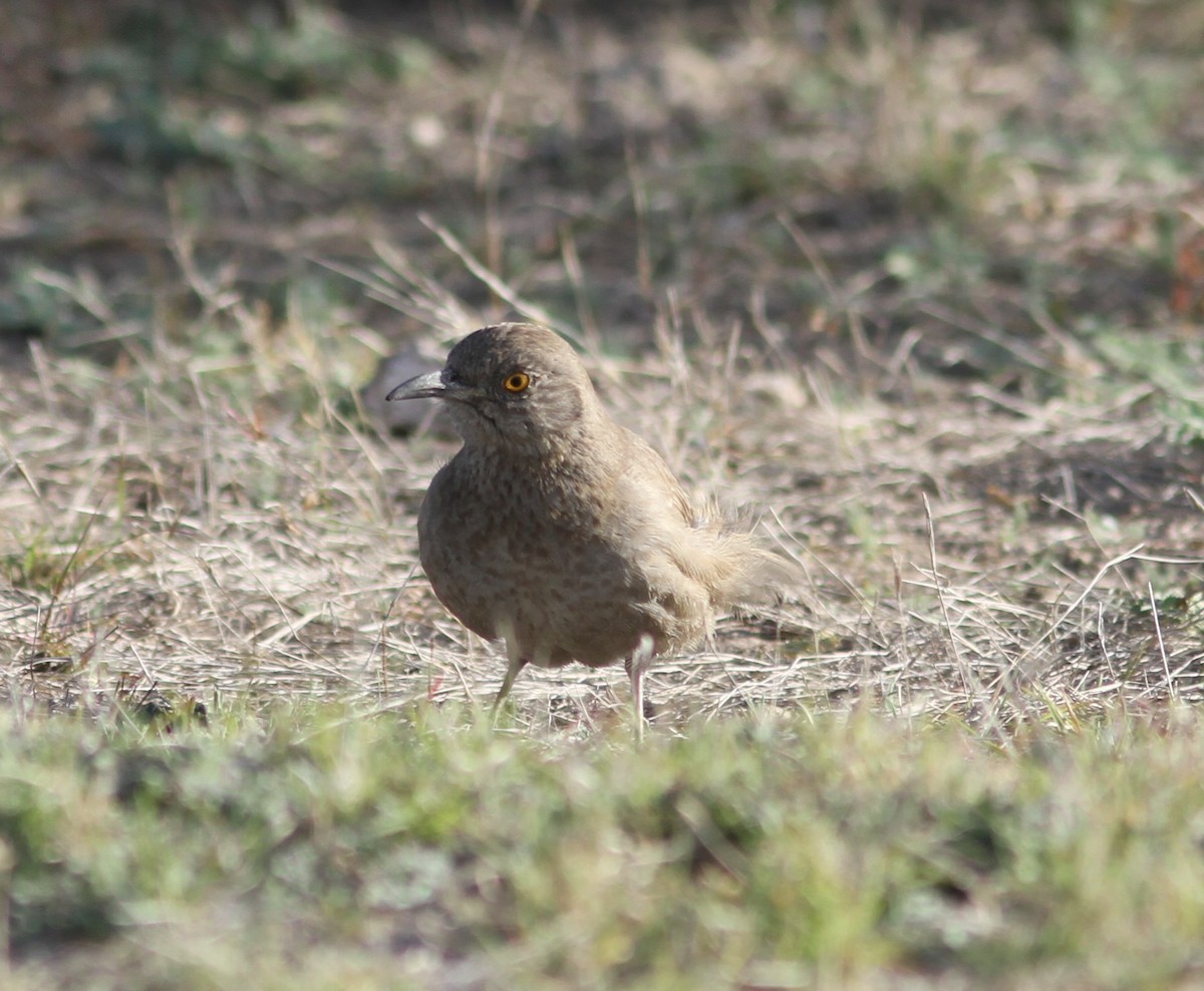 Bendire's Thrasher - ML620948641