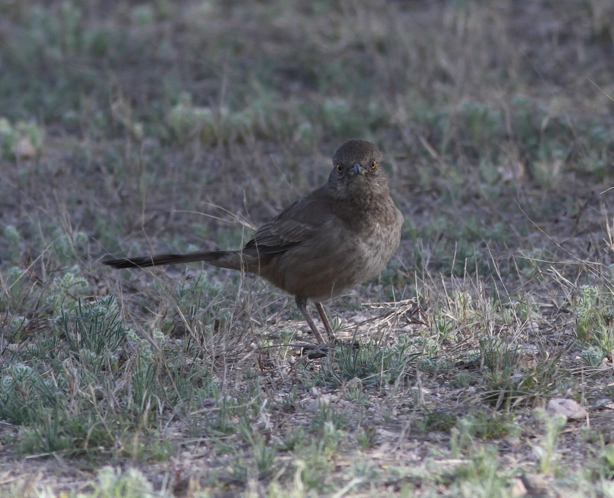 Bendire's Thrasher - ML620948642