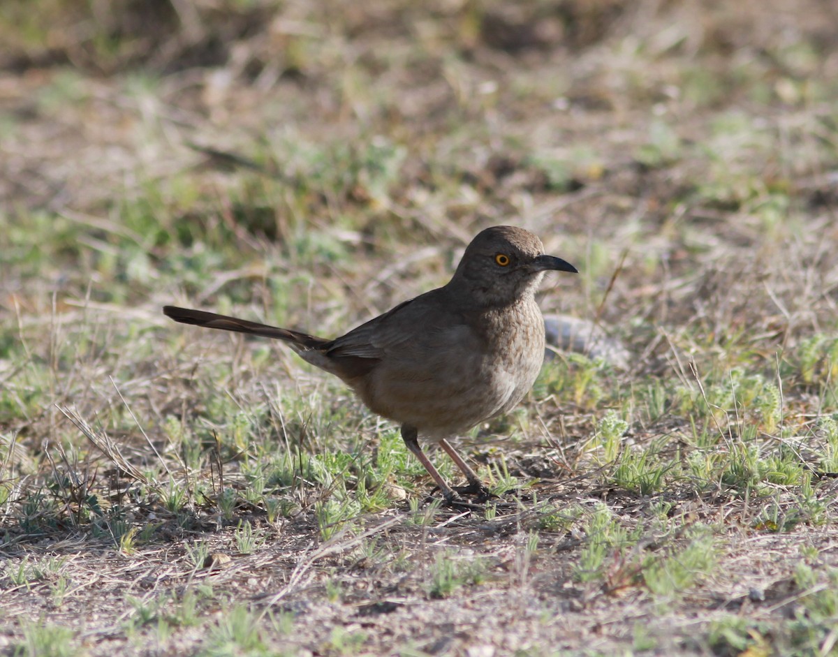 Bendire's Thrasher - ML620948643