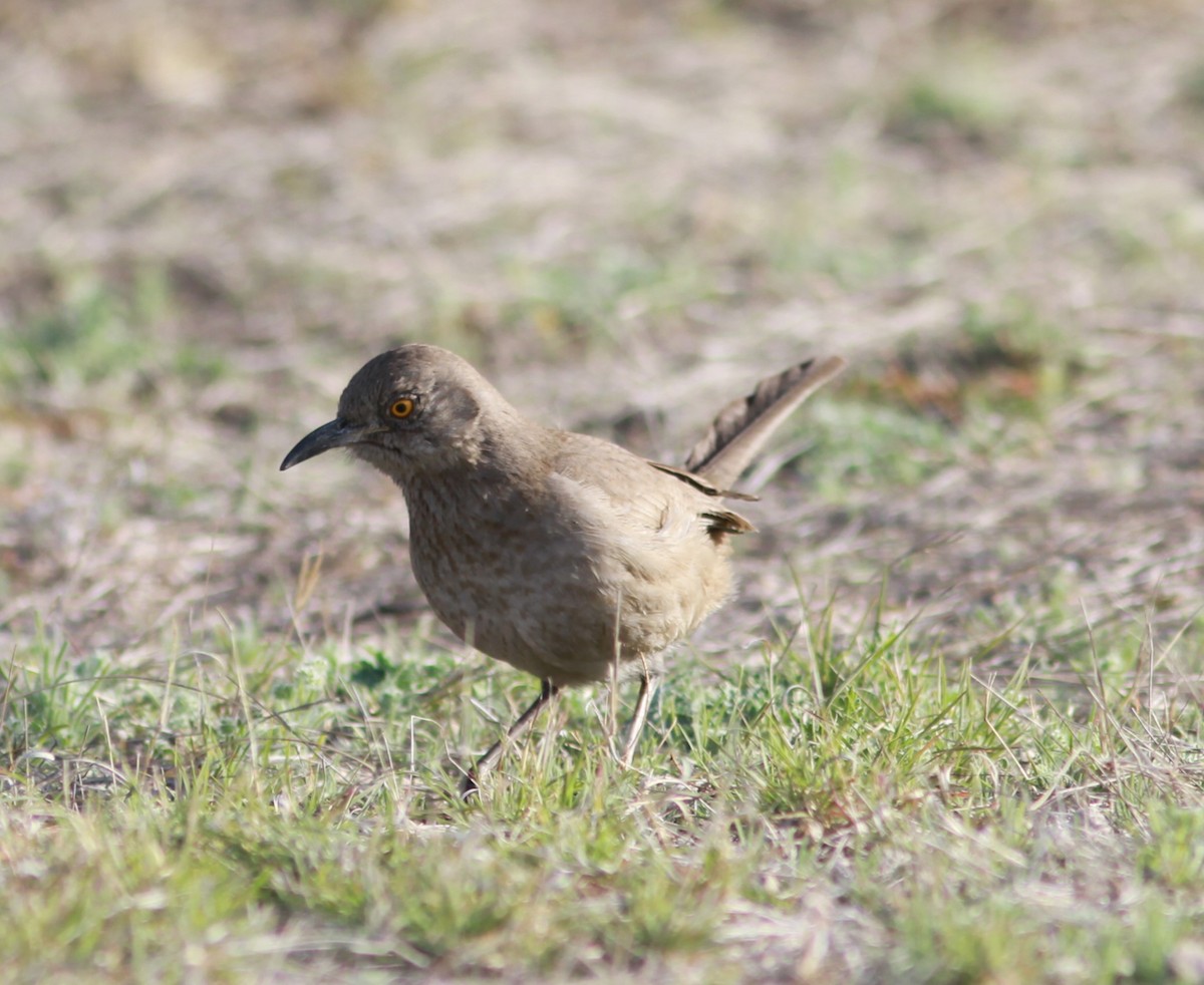 Bendire's Thrasher - ML620948644