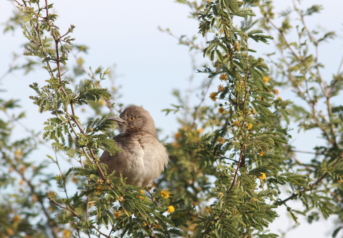 Bendire's Thrasher - ML620948645