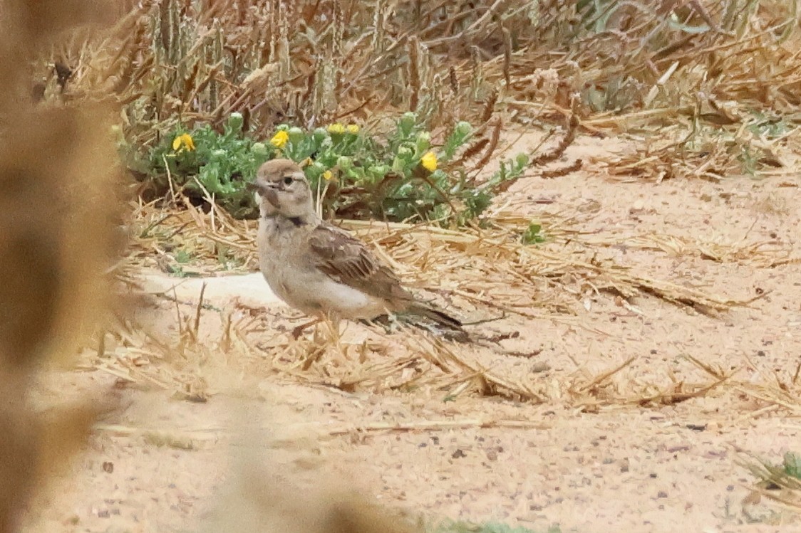 Greater Short-toed Lark - ML620948686