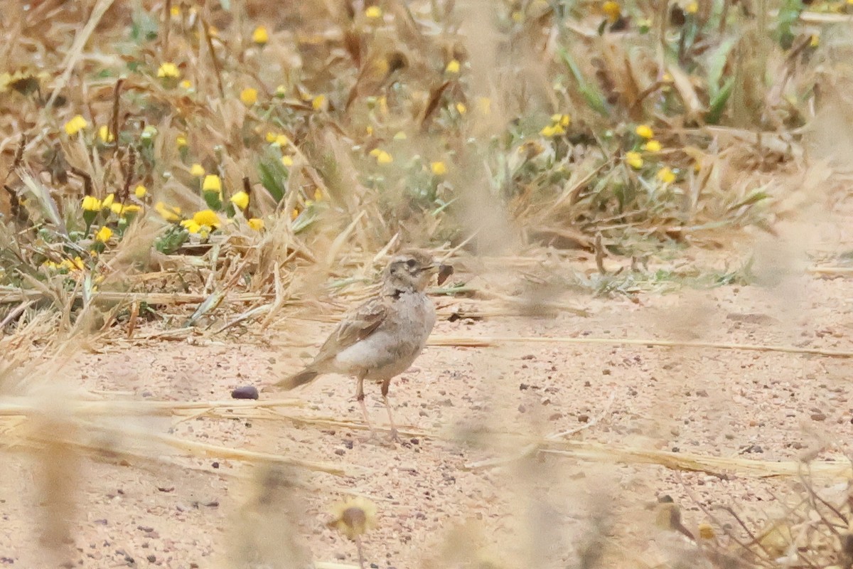 Greater Short-toed Lark - ML620948687