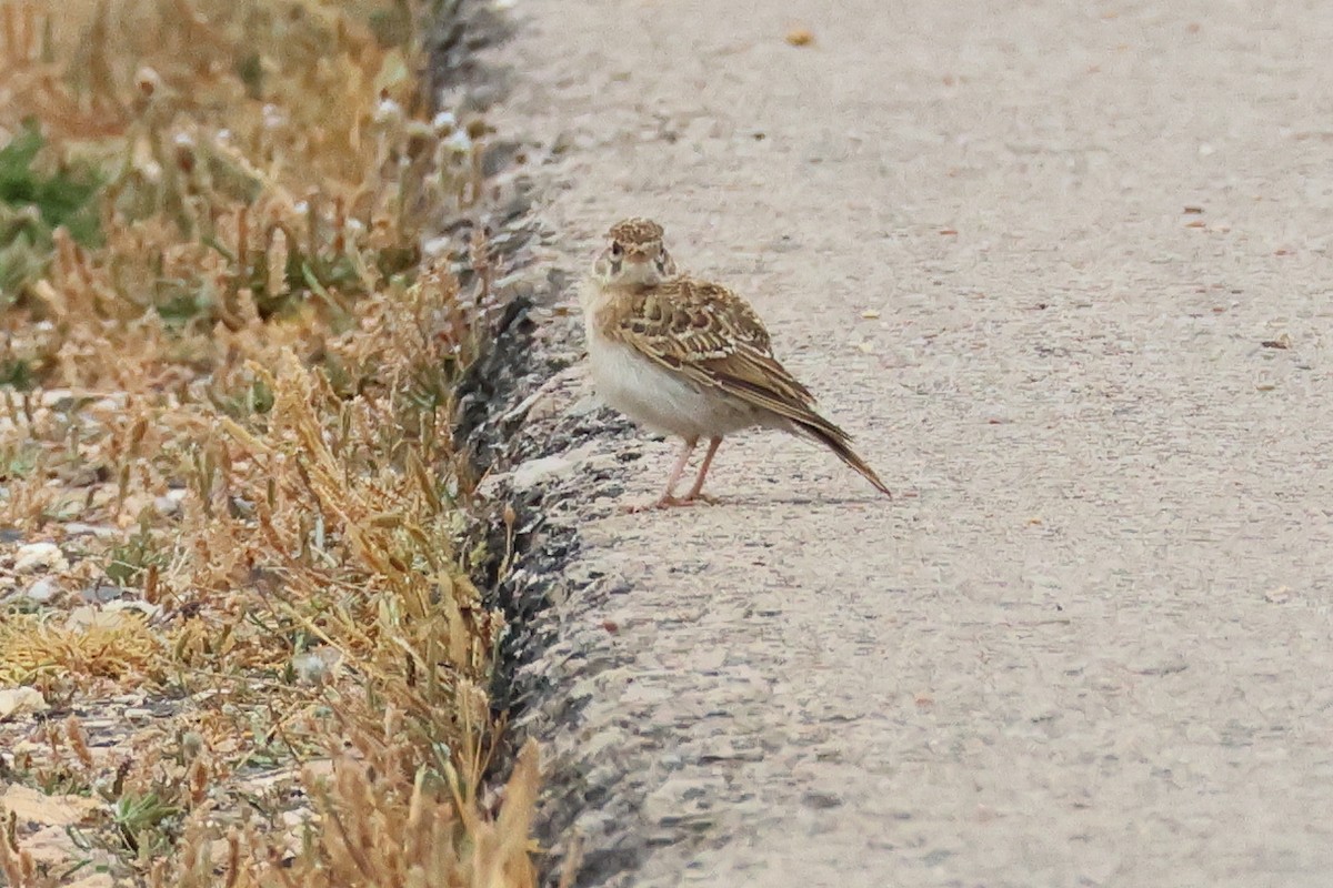 Eurasian Skylark - Alexandre Hespanhol Leitão