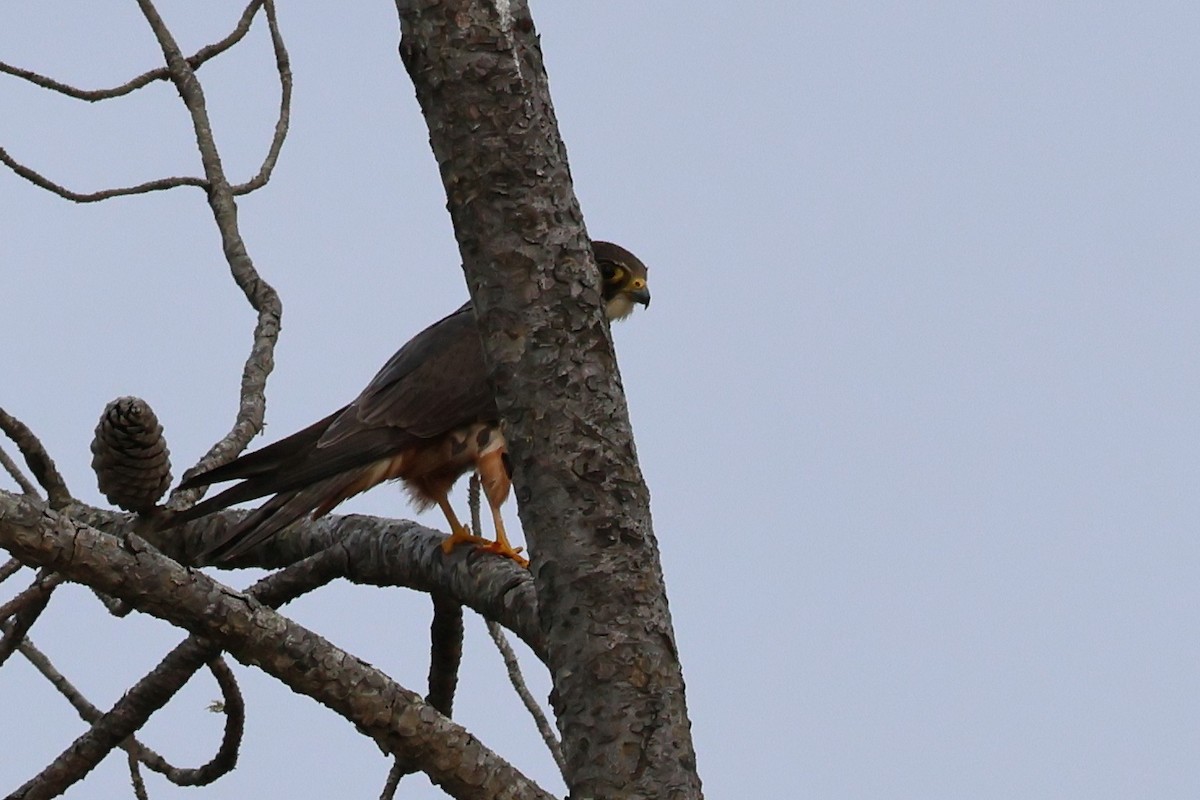 Eurasian Hobby - ML620948758