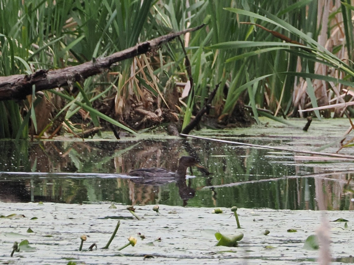 Hooded Merganser - ML620948759