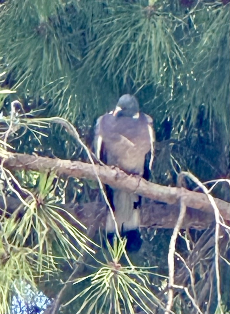 Common Wood-Pigeon - ML620948774