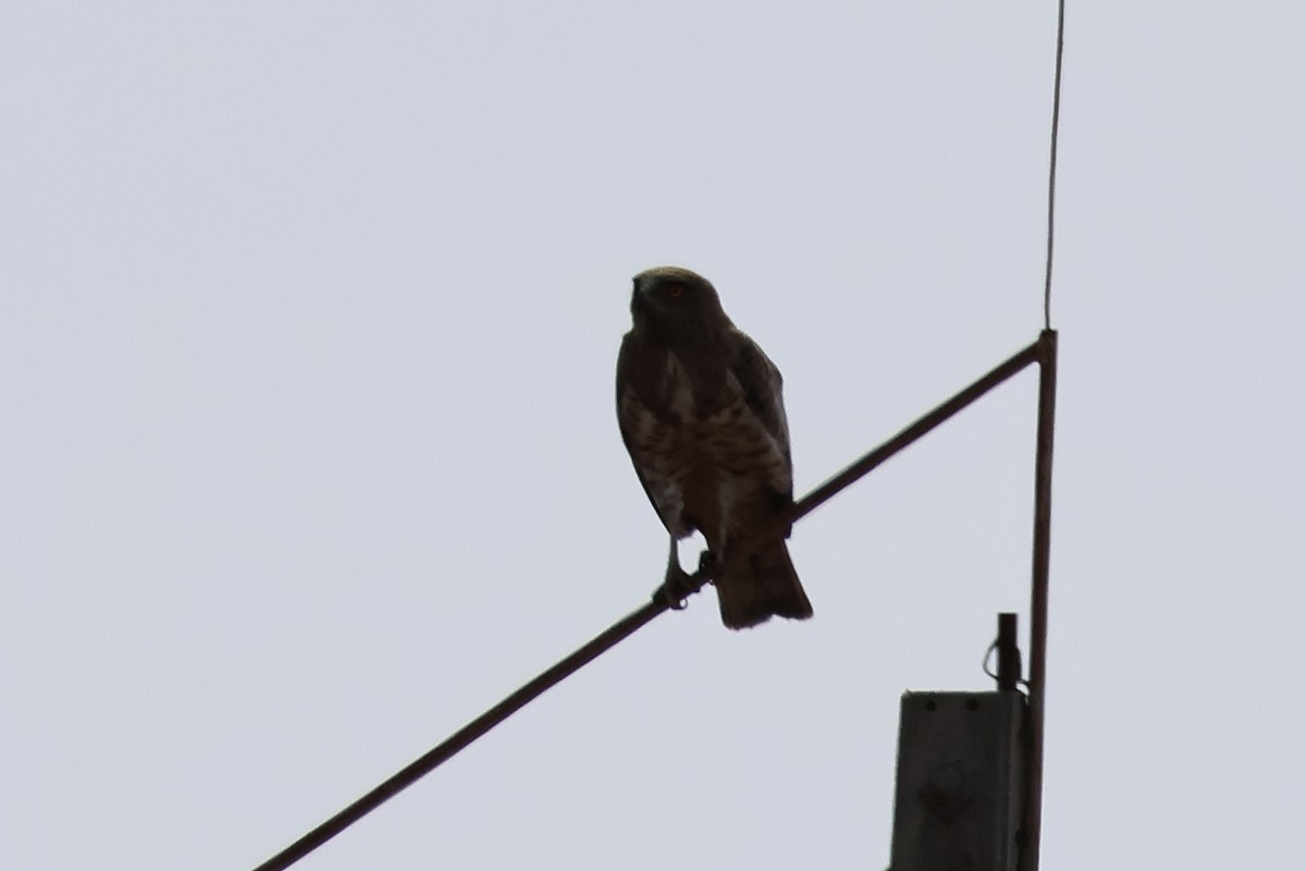 Short-toed Snake-Eagle - ML620948775