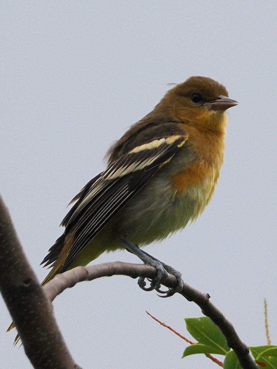 Oriole de Baltimore - ML620948808