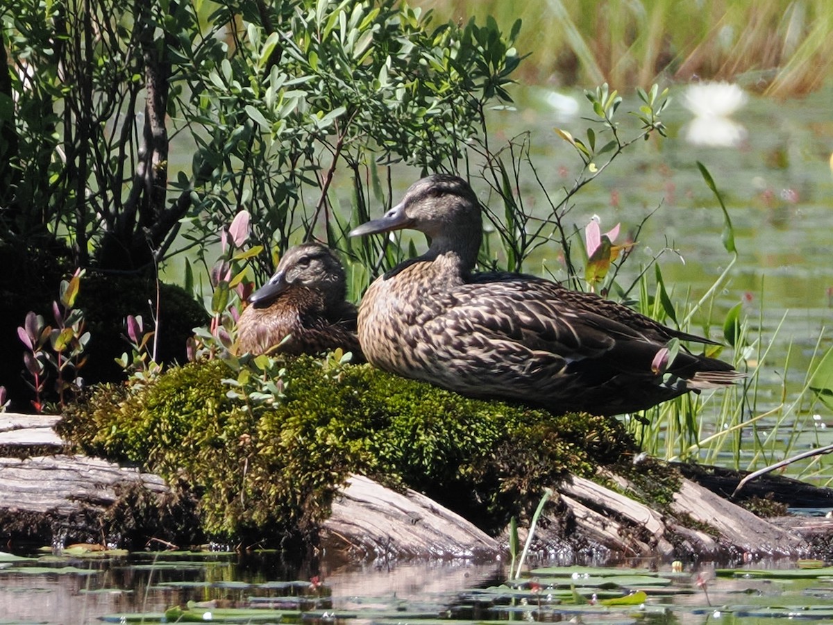 Mallard - ML620948818