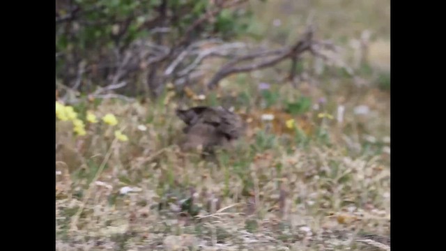 kulík hnědokřídlý - ML620948913