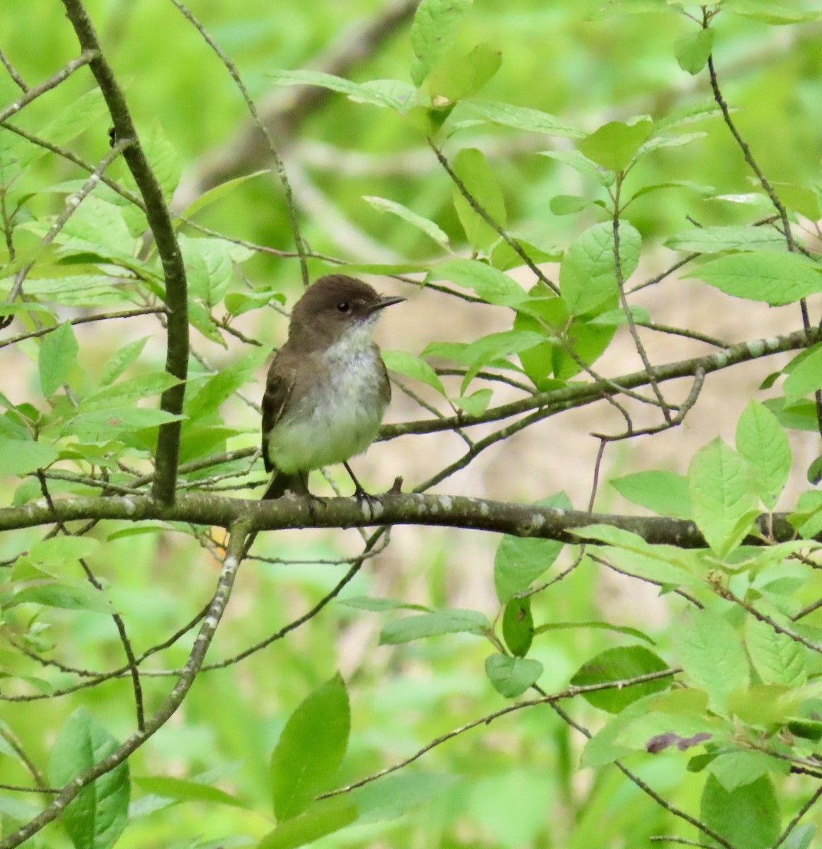 Eastern Phoebe - ML620949097