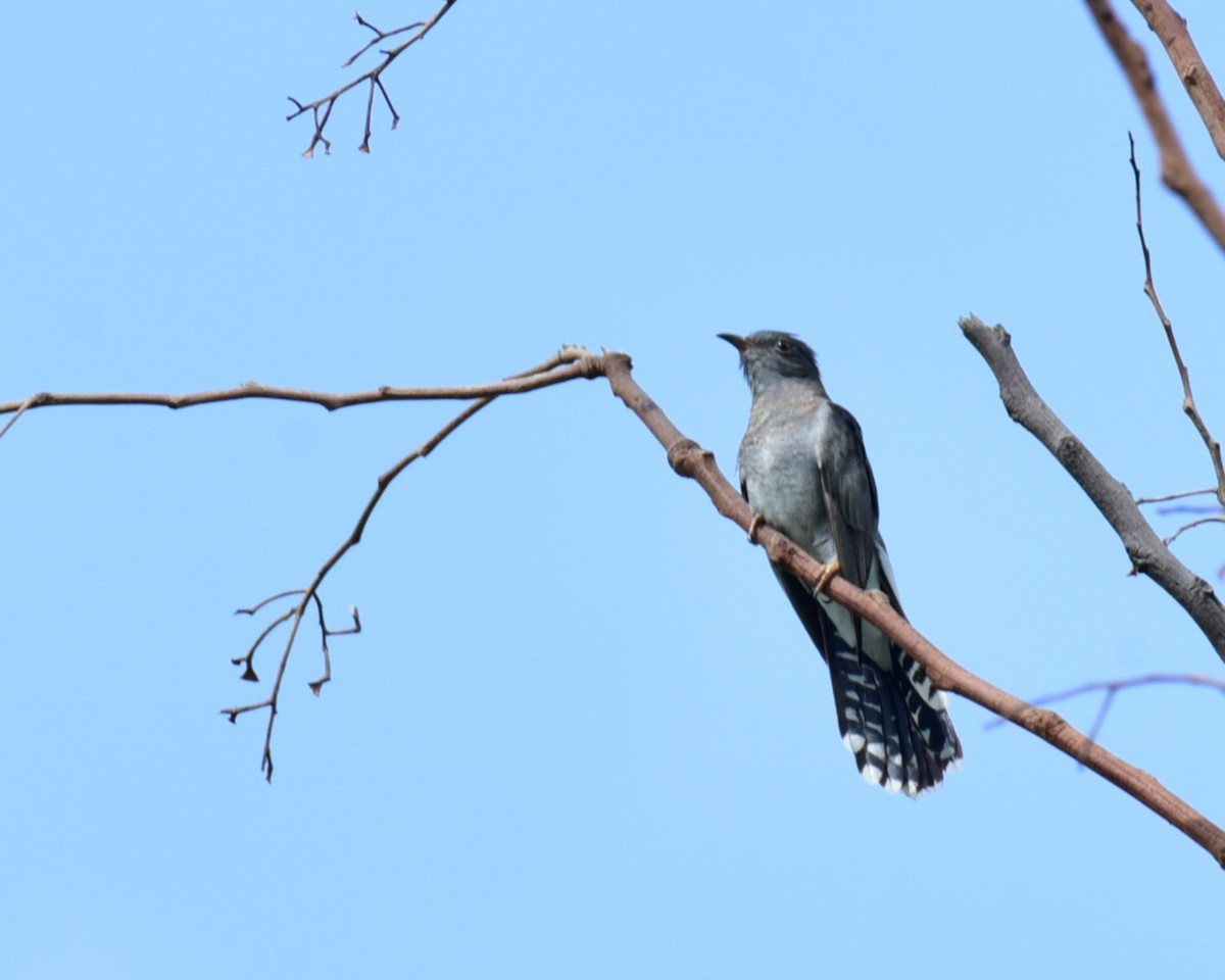 Gray-bellied Cuckoo - ML620949146