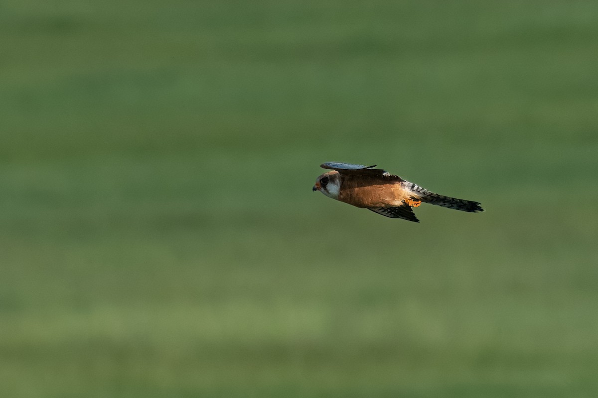 Red-footed Falcon - ML620949255