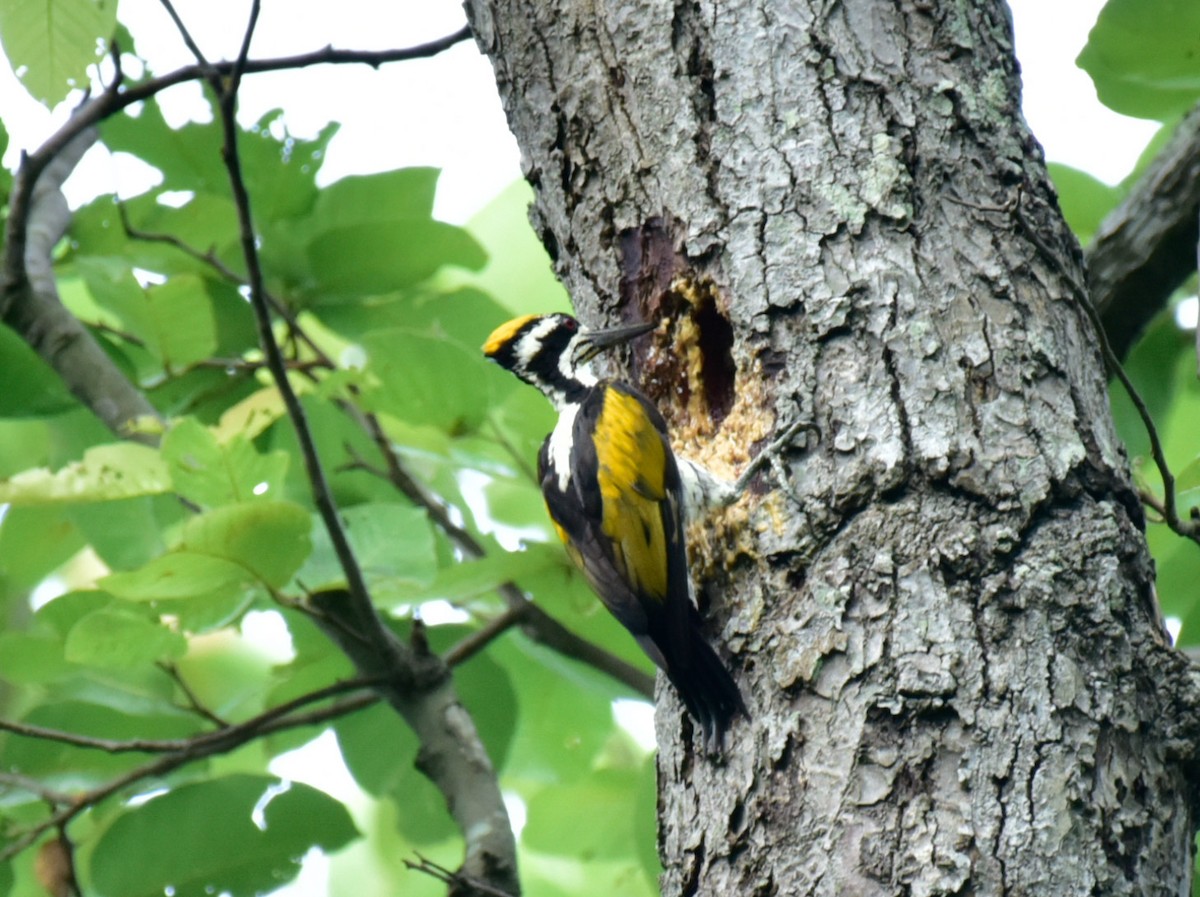 White-naped Woodpecker - Arindam Roy