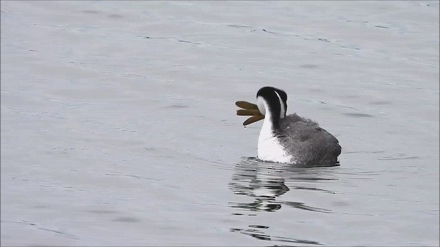 Western Grebe - ML620949267